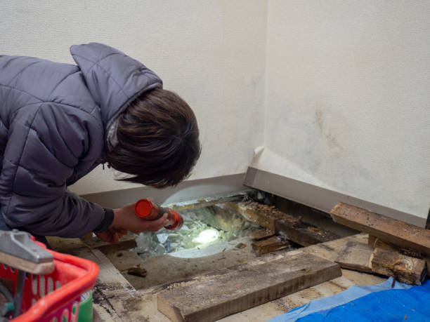 Best Mold Remediation for Healthcare Facilities  in Fairfax, MN