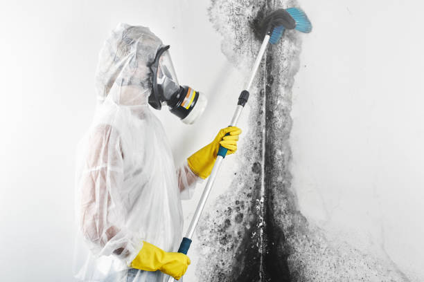 Mold Odor Removal Services in Fairfax, MN