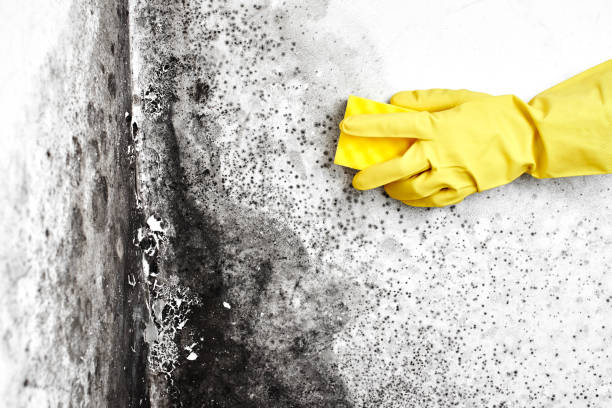 Best Post-Construction Mold Inspection  in Fairfax, MN