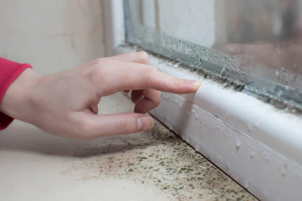 Mold Removal for HVAC Installations in Fairfax, MN