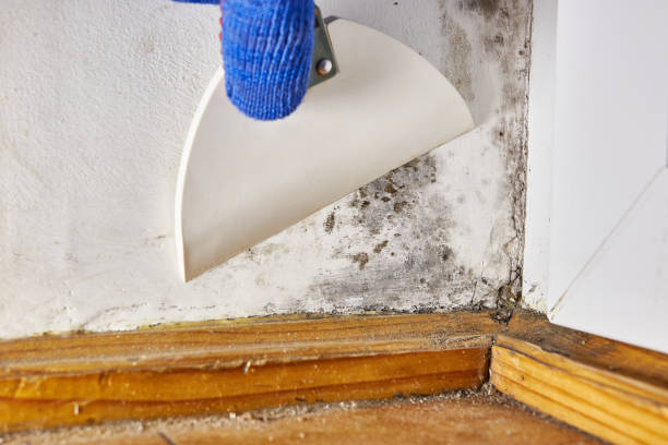Best Industrial Mold Remediation  in Fairfax, MN
