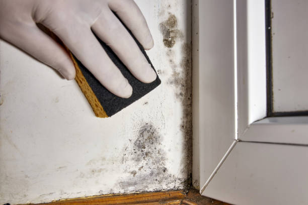 Mold Remediation for Vacation Homes in Fairfax, MN